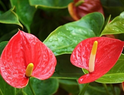 Anthurium (Flamingo Flower) Care Made Simple