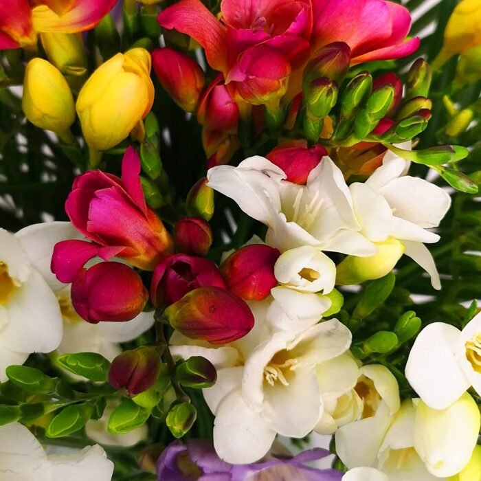 Just Freesia Bouquet - Mixed Colours - Image 5