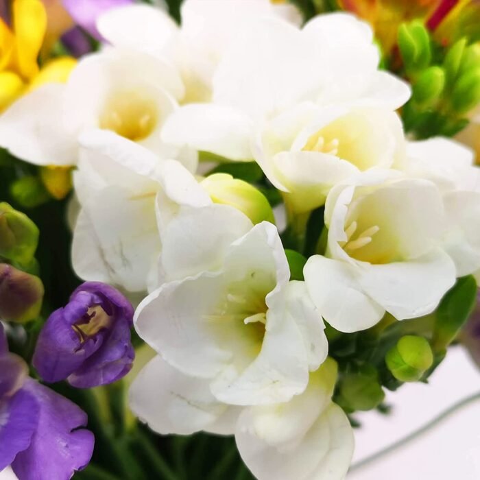 Just Freesia Bouquet - Mixed Colours - Image 4