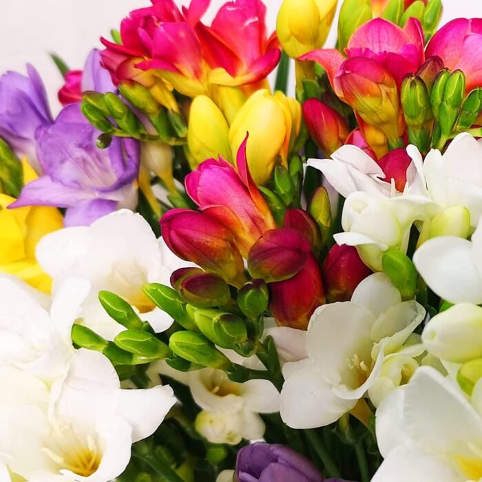 Just Freesia Bouquet - Mixed Colours - Image 3