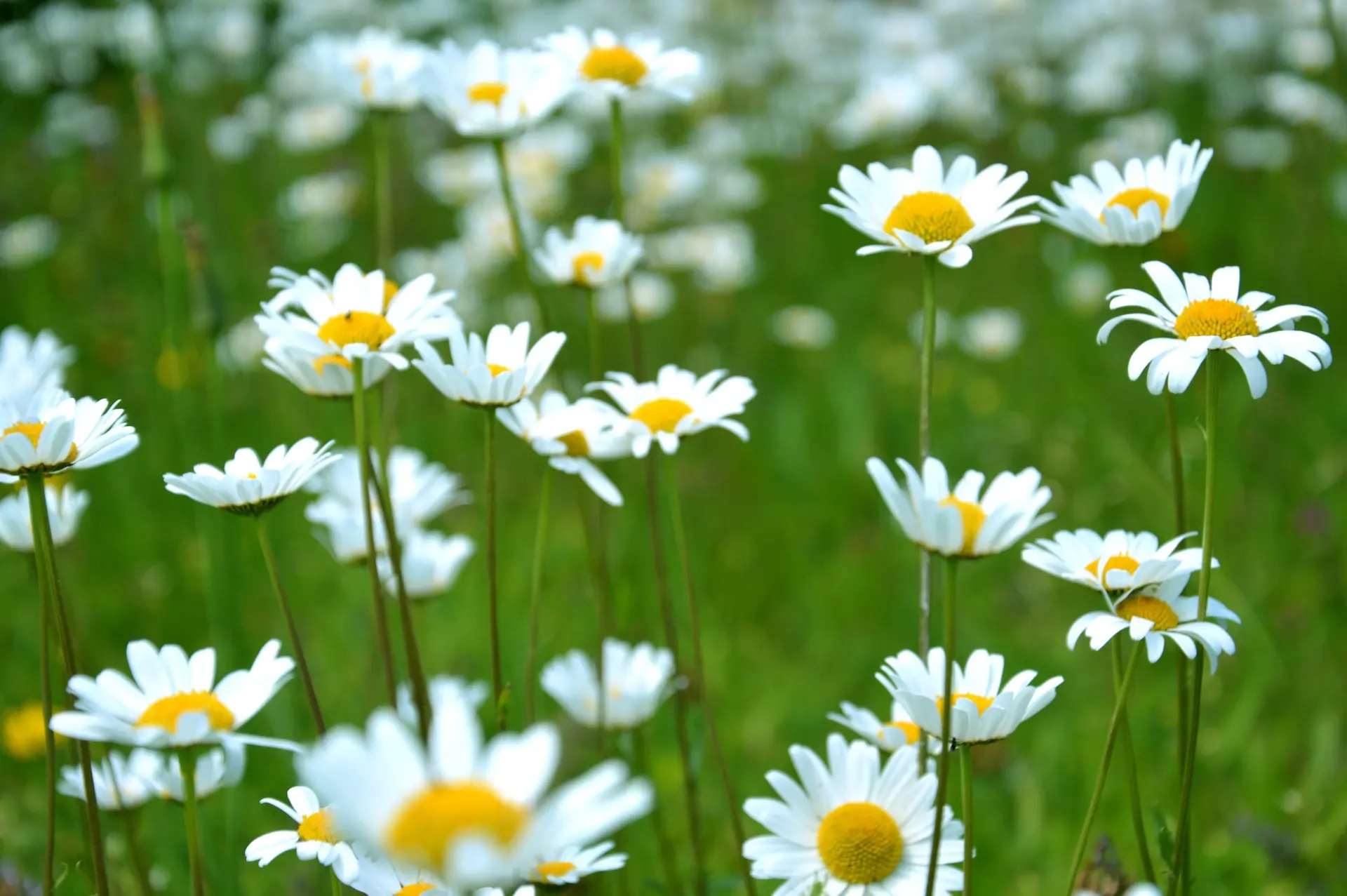 10 Interesting Facts about Daisies Payless4 Flowers