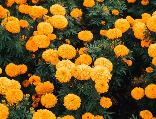 10 Interesting Facts about Marigolds