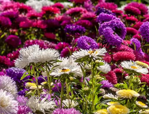10 Interesting Facts about Chrysanthemums