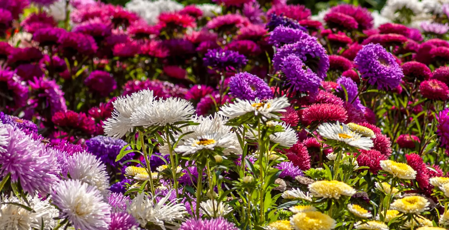 10 Interesting Facts about Chrysanthemums Payless4 Flowers