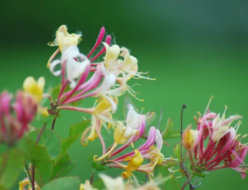 10 Interesting Facts about Honeysuckle