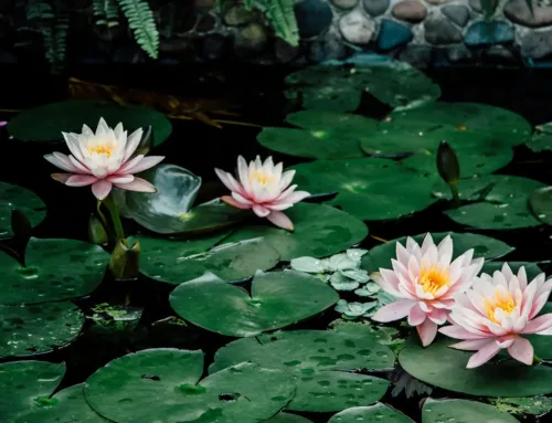 10 Interesting Facts about Water Lilies