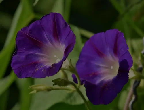 10 Interesting Facts about Morning Glory